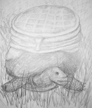 Waffle Turtle - Sketchbook
