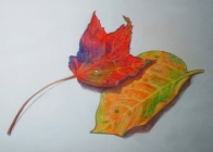 Fall Leaves - Colored Pencil